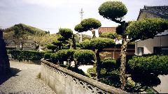 japan-street-garden